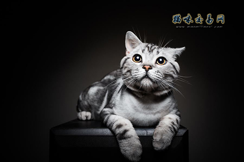 加菲猫佳没有佳养？上海纯种加胖猫价钱几钱？