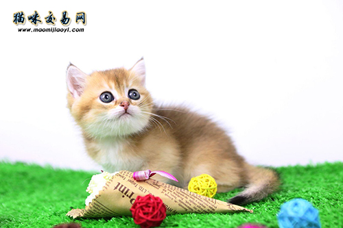 纯种金吉拉幼年宠物猫价格多少钱？