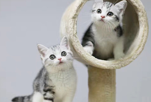 2021年猫咪商场行情：上海暹罗猫纯种的价钱几钱？