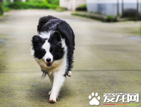 边境牧羊犬坐和趴练习 每次训练完都要赞扬一下