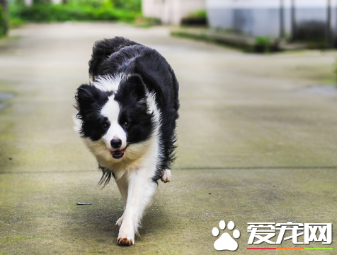 边疆牧羊犬坐和趴熟习 屡屡熟习完都要赞美一下