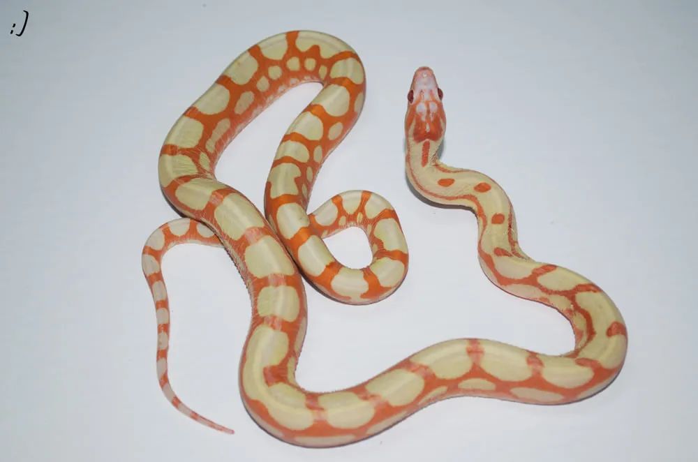 无鳞选育品系玉米蛇表现却像日炎红尾蚺，那么无鳞基因还会带来什么(图6)