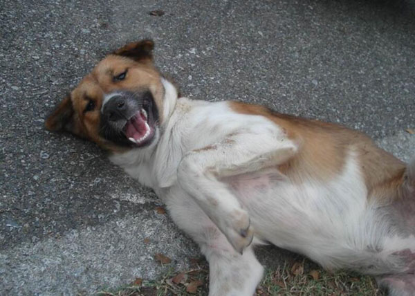犬瘟细小是什么