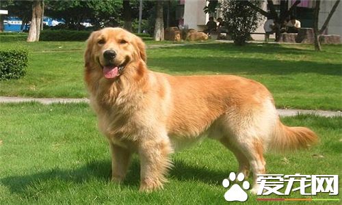 金毛寻回犬怎么样练习 练习金毛犬从小开始