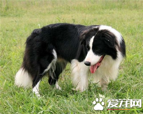 边疆牧羊犬练习的科目 练习边牧须要注重的