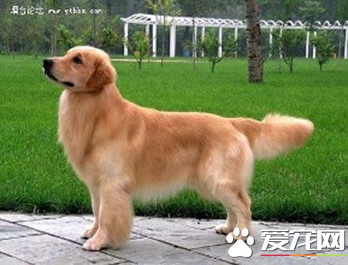 金毛寻回犬驯养 金毛犬练习手势有哪些