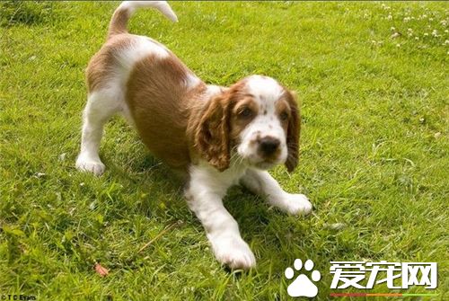 英国史宾格犬多大启始练习 三个月之后便不妨