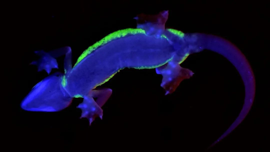 网红纳米比亚沙守宫被证实，在虹色素细胞的作用下可以发出荧光！(图8)