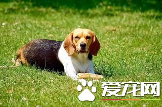 成年比格犬怎样练习 成年比格犬的练习方式