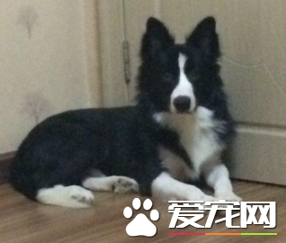 边疆牧羊犬坐和趴熟习 屡屡熟习完都要赞美一下