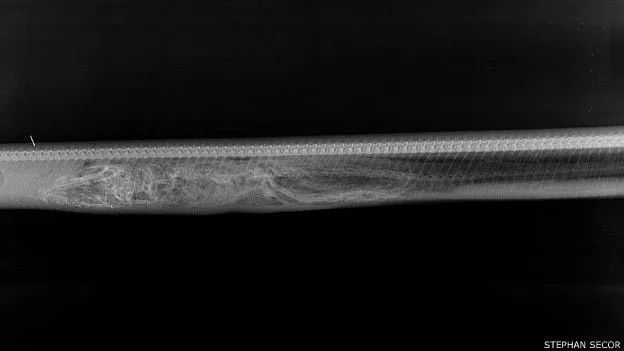 蟒蛇吞下鳄鱼几天能消化？生物学家用X光影像给出答案(图2)