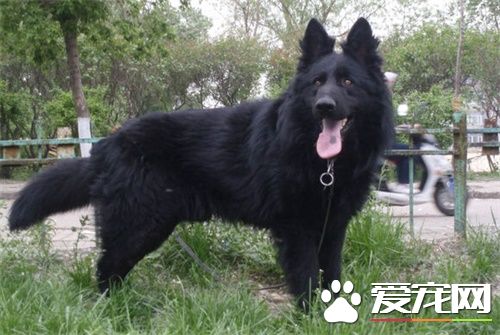 比利时牧羊犬练习 比利时牧羊犬练习的重要程度