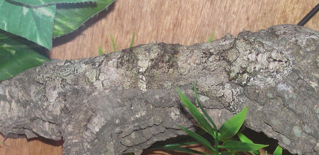 叶尾守宫新种，在马达加斯加北部安卡拉纳国家公园被发现~(图6)