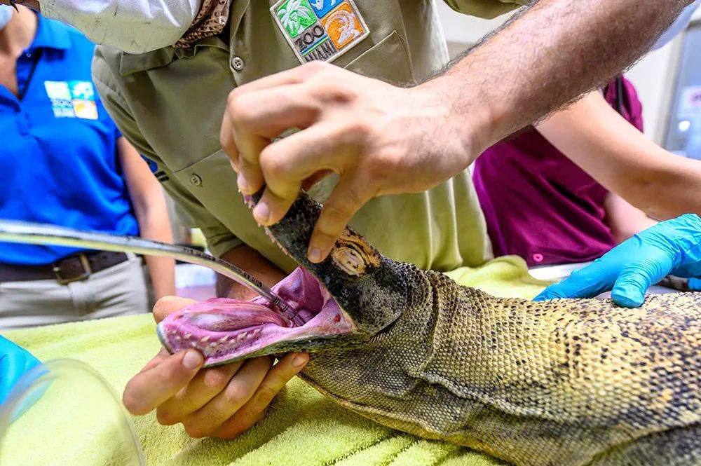 迈阿密动物园的科莫多巨蜥因误食水瓶入院接受紧急手术，但是恢复期(图2)