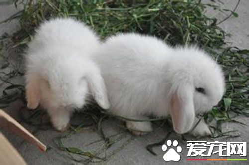 如何教垂耳兔 垂耳兔如何练习需要注意的地方