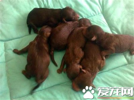 贵宾犬练习困难程度 贵宾犬十分容易练习的狗狗