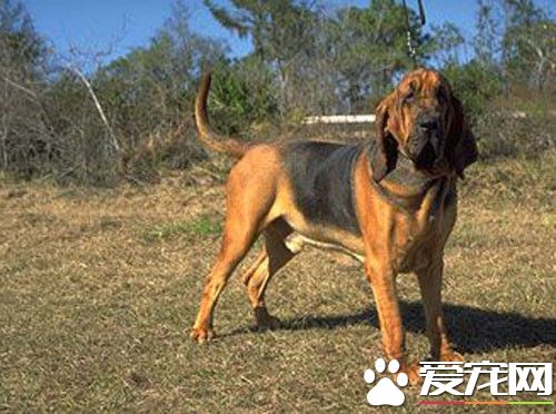 寻血猎犬如何训咬猎物 基本办法是鼓励和强制