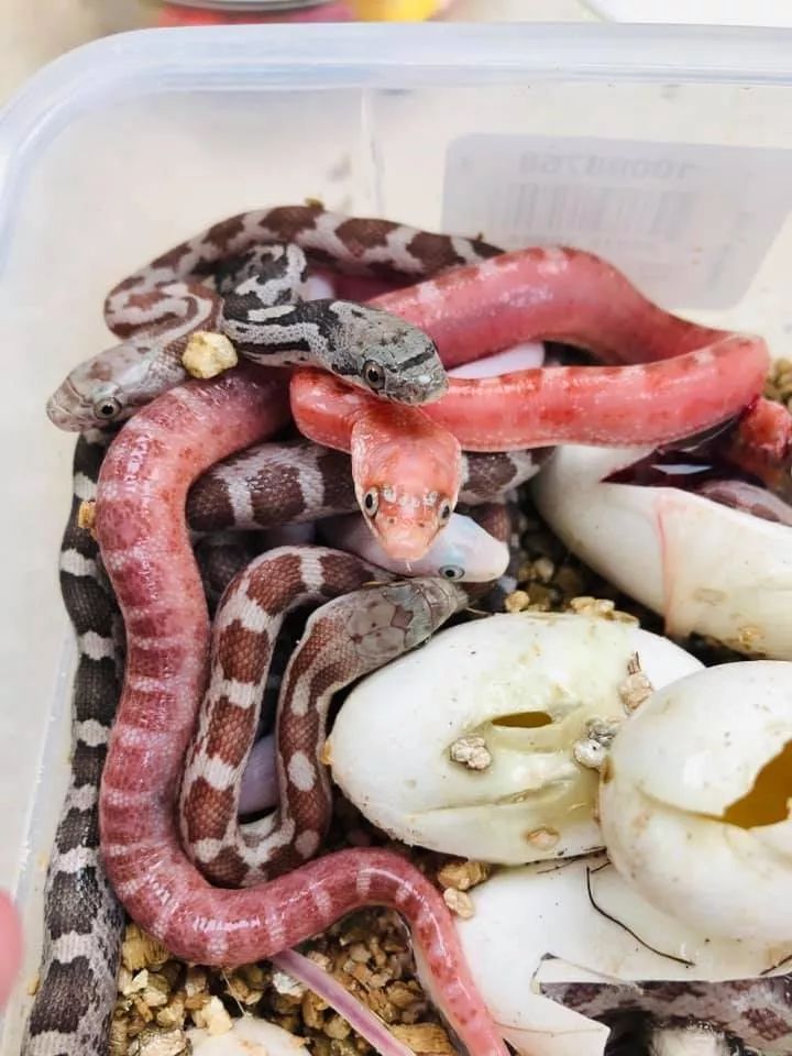 无鳞蛇繁殖业者的新发现，或许可以拯救你的孵化率！(图2)