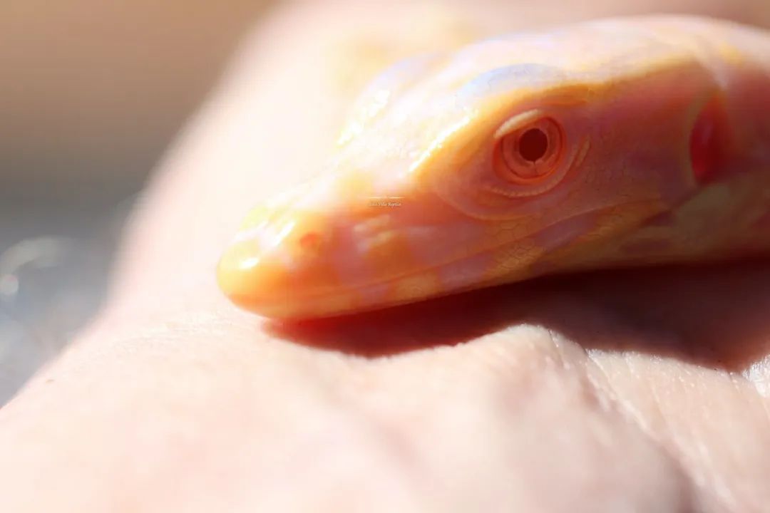 全球首例！人工孵化白化泽巨蜥，绝对是你难以抗拒的网红“美味”！(图24)