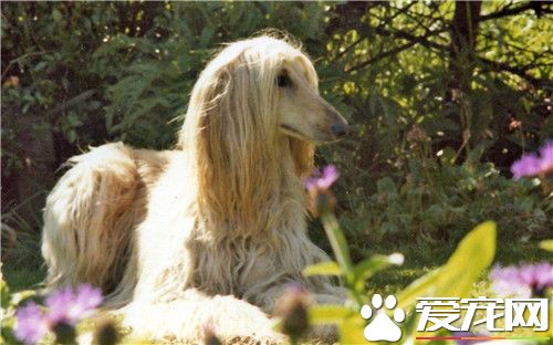 阿富汗猎犬不调皮 不提议采用“棍棒”培养