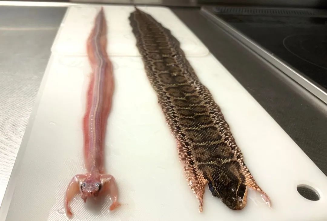 日本网友拍摄的制作蛇类标本全过程，居然还是生物解剖学的教学科普(图3)