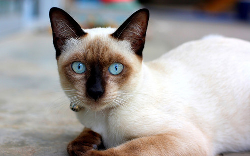 暹罗猫,一个容易被误认的猫【图】