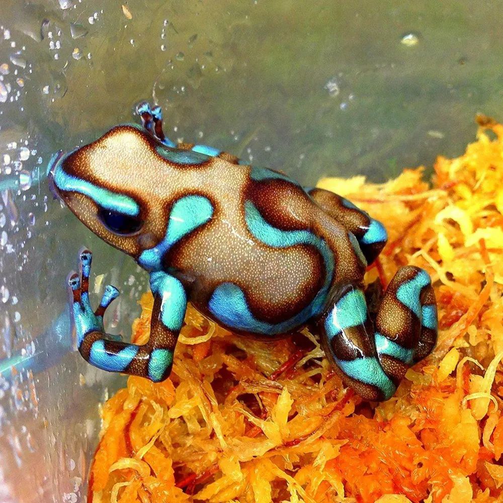 超级罕见的红眼白子“玻璃蛙”，却是蛙类饲养爱好者的梦幻级收藏！(图28)