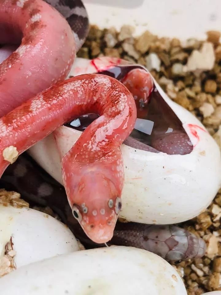 无鳞蛇繁殖业者的新发现，或许可以拯救你的孵化率！(图6)