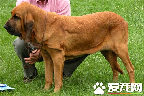 熟习巴哥犬坐 改正坏习气时要长久和脆定