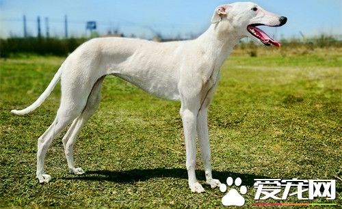 如何练习灵缇逮野鸡 可以使用奖励灵缇法