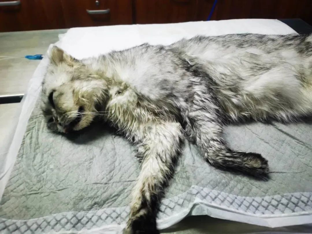 一周内两只猫外出洗澡，一死一伤！带猫去洗澡必须做好两件事(图3)