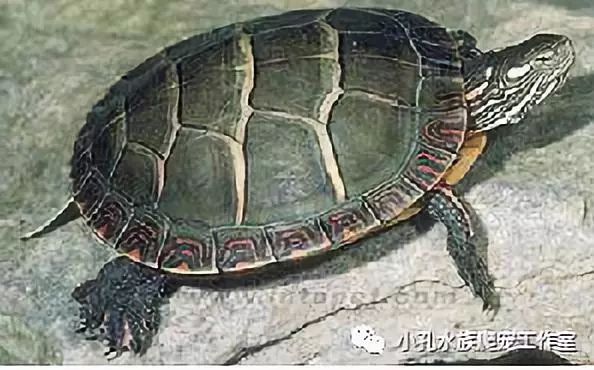 龟类品种大全(图5)