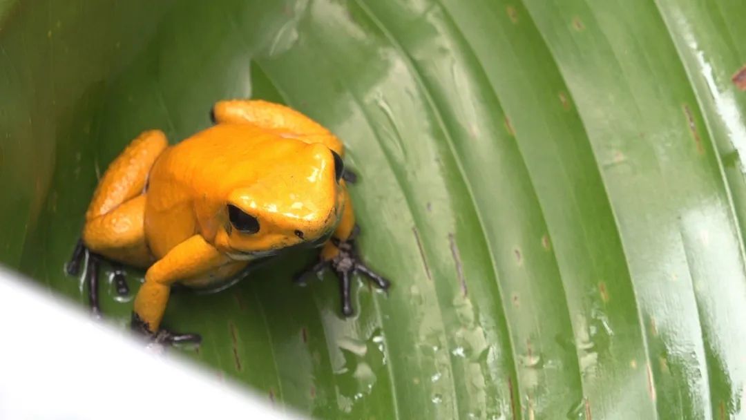 哥伦比亚人工繁育的箭毒蛙，成功“劝退”野生盗猎者！(图2)