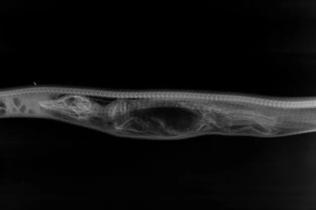 蟒蛇吞下鳄鱼几天能消化？生物学家用X光影像给出答案(图1)