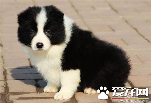 边境牧羊犬练习困难程度 练习相对来讲也比较难