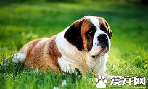 圣伯纳犬练习 应该从有幼年时期开始练习