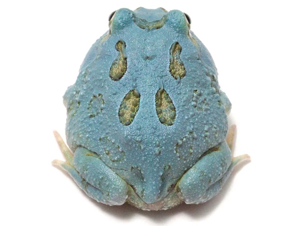 日本角蛙繁育大神的“梦幻天蓝”角蛙，售价堪称业界良心！(图6)