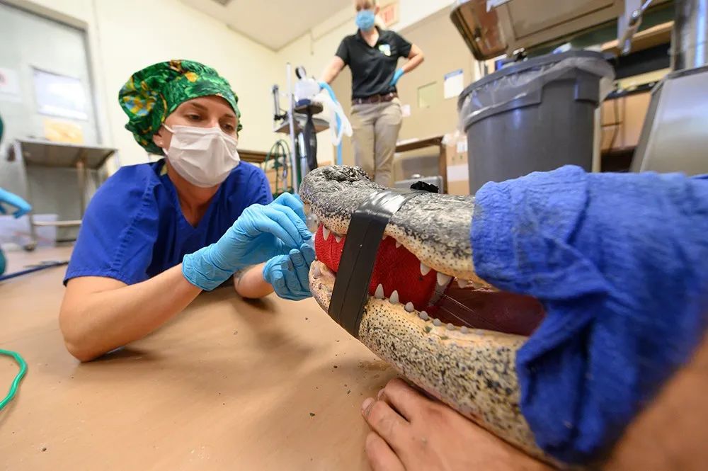 迈阿密动物园的科莫多巨蜥因误食水瓶入院接受紧急手术，但是恢复期(图17)