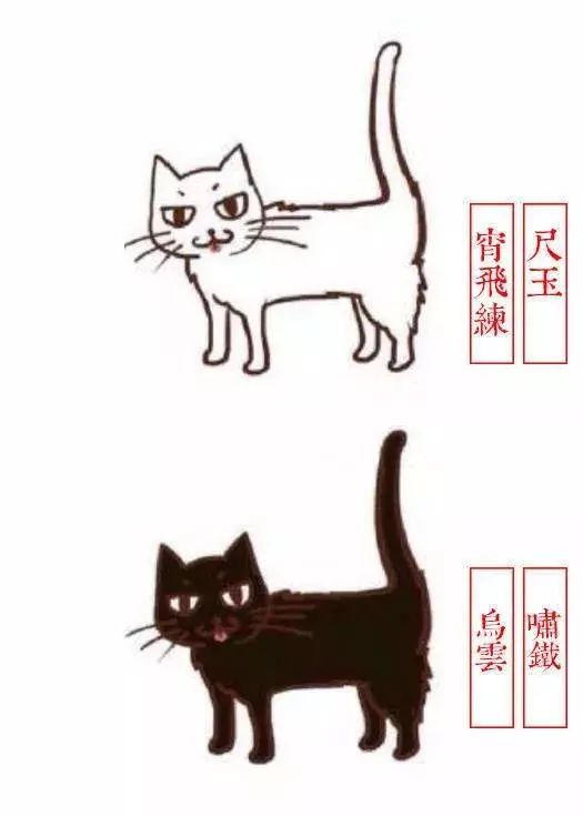 中国人最喜欢养的五种猫！你家主子入选了吗？(图10)