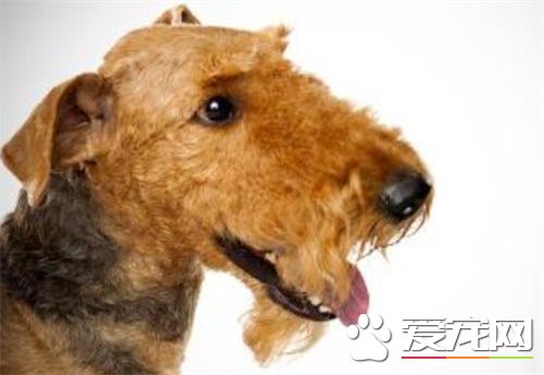 万能梗如何练习狩猎 父母的练习态度非常重要