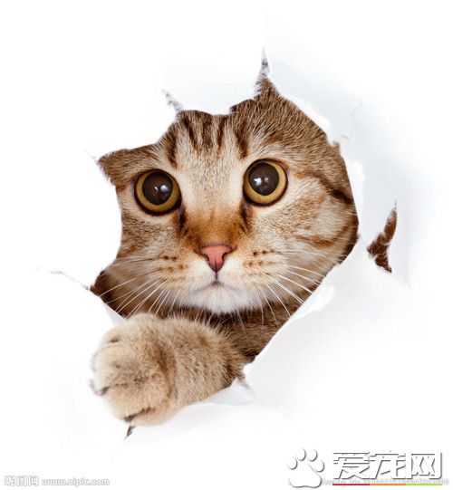 如何练习猫睡猫窝 幼猫练习时应该注意事情