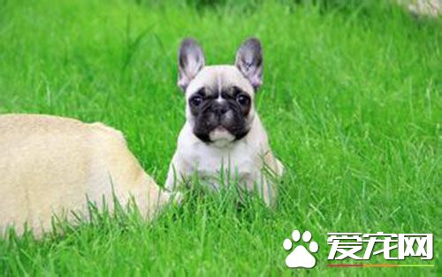 法国斗牛犬练习 法国斗牛犬的饲养和练习