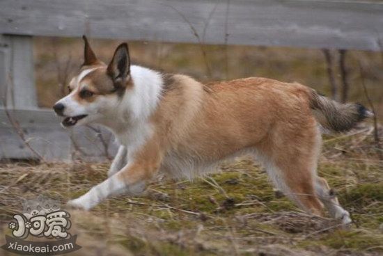 挪威伦德猎犬怎样练习 挪威伦德猎犬练习心得1