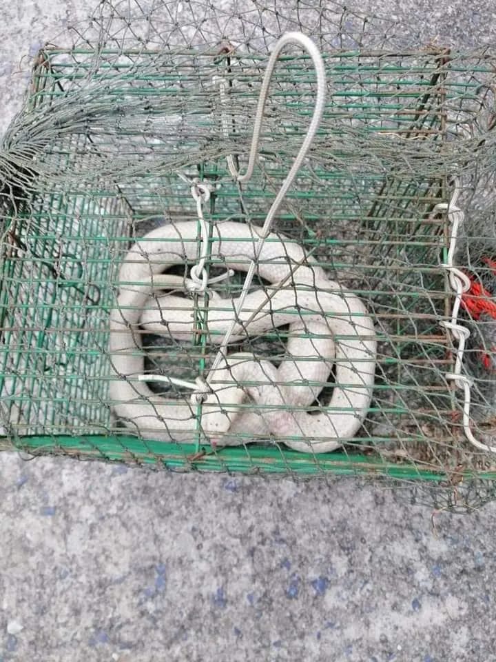 泰国网友发现了一条露西眼镜王蛇(图4)