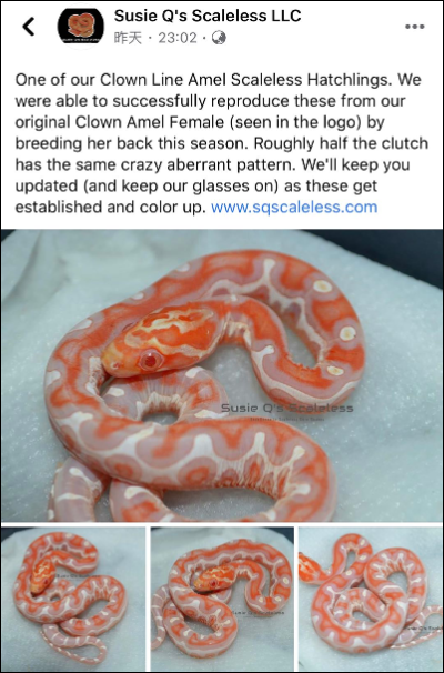 白化红无鳞玉米蛇选育全分析！