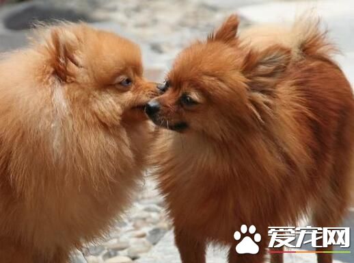 博美犬很不听话，如何训练博美犬听话