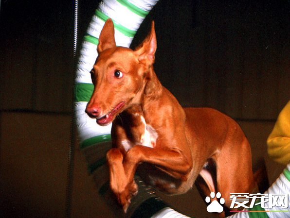 法老王猎犬怎样练习 赞美是犬最喜佳的一种练习办法