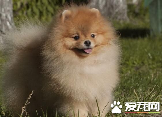 专美犬很没有调皮 怎样样练习专美犬调皮