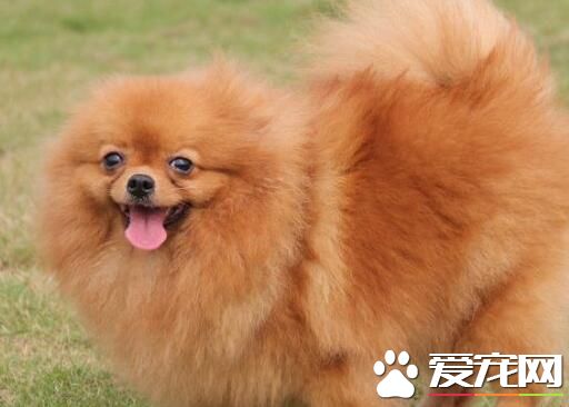 专美犬很没有调皮 怎样样练习专美犬调皮