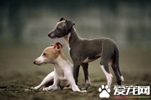 如何练习灵缇回叼 要给予狗狗食物奖励
